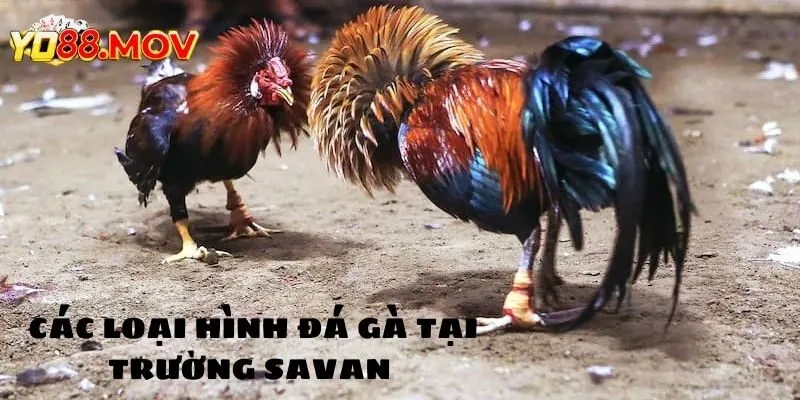 Loại hình chọi kê hấp dẫn tại thánh địa Savan 