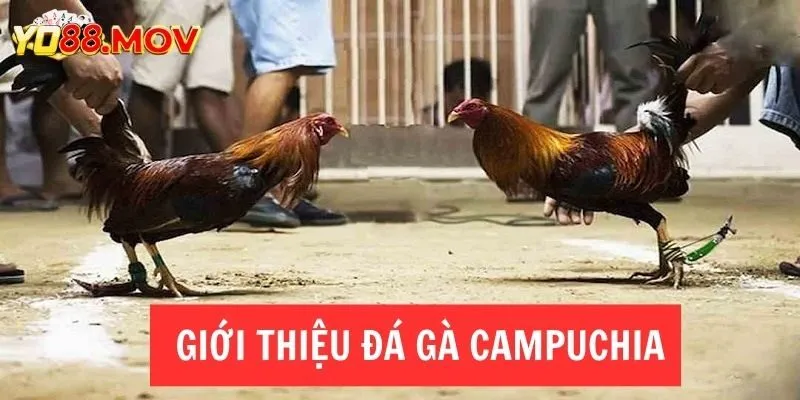 Đá gà hấp dẫn tại Campuchia gồm loại hình nào nổi bật 