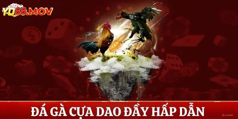 Đá Gà Cựa Dao Kịch Tính, Máu Lửa Thu Hút Mọi Ánh Nhìn Sư Kê