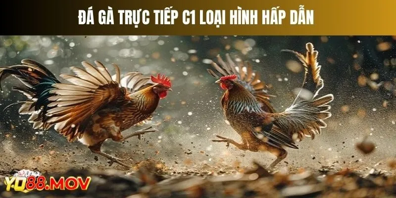 Đá Gà Trực Tiếp C1 Đẳng Cấp Chọi Kê Số 1 Thị Trường