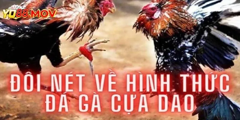 Đá gà cựa dao bộ môn giải trí siêu hấp dẫn 