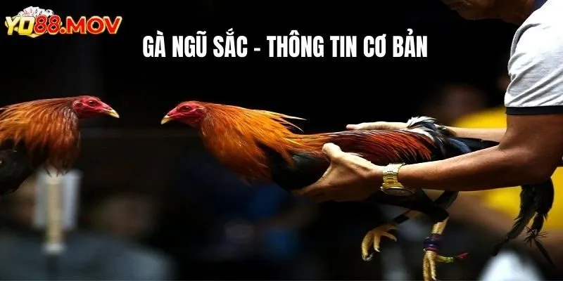 Gà Ngũ Sắc Một Vài Thông Tin Quan Trọng Cần Nắm Cho Mọi Kê Thủ