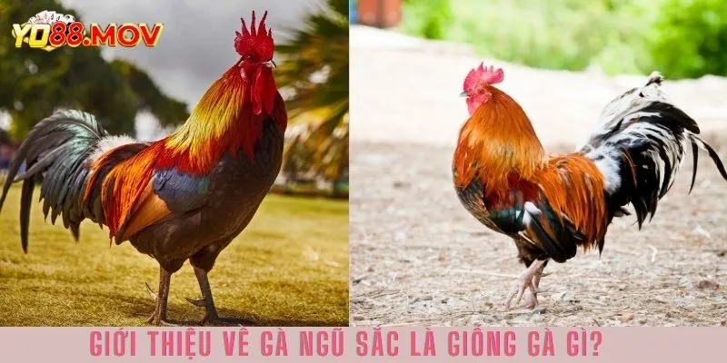 Khái niệm hiểu về giống gà ngũ sắc 