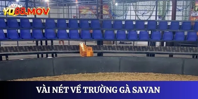 Giới thiệu trường gà Savan siêu tuyệt vời 