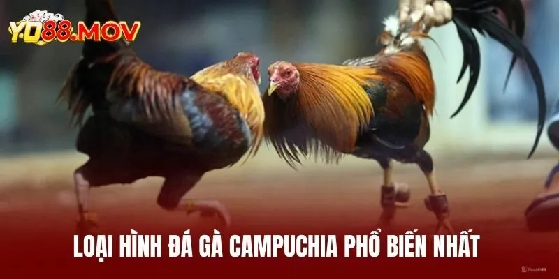 Giới thiệu loại hình giải trí đá gà Campuchia 