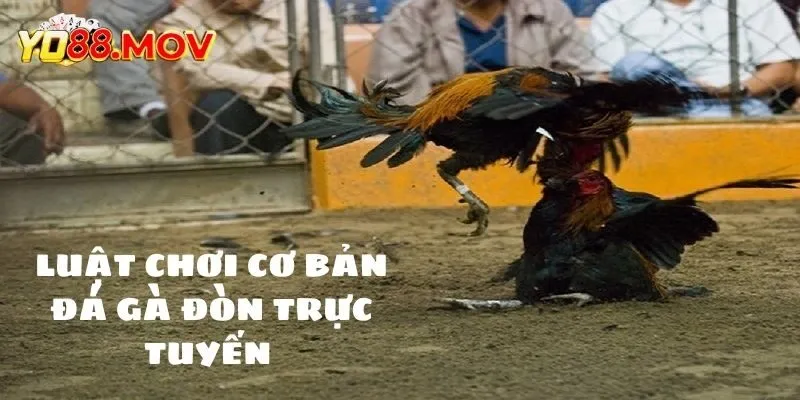 Luật và quy tắc trực tuyến đá gà đòn 