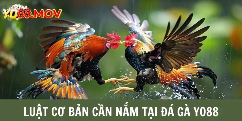 Luật cơ bản cần nắm tại sảnh đá gà nhà cái Yo88 