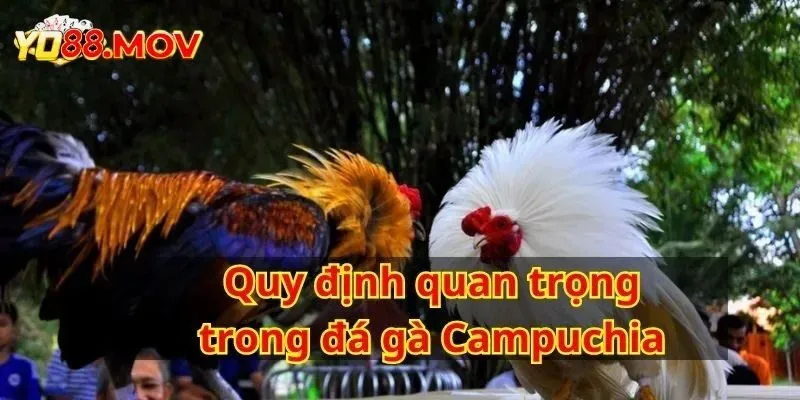 Hiểu luật và quy tắc chơi chọi kê Campuchia là điều quan trọng