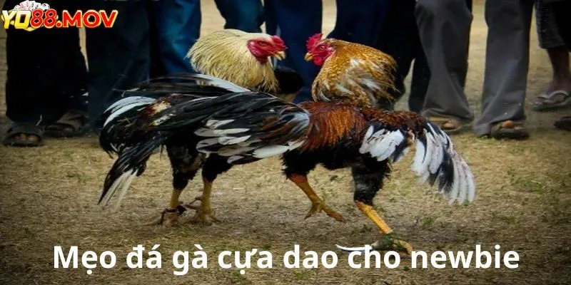 Mẹo đá gà cựa dao cho newbie