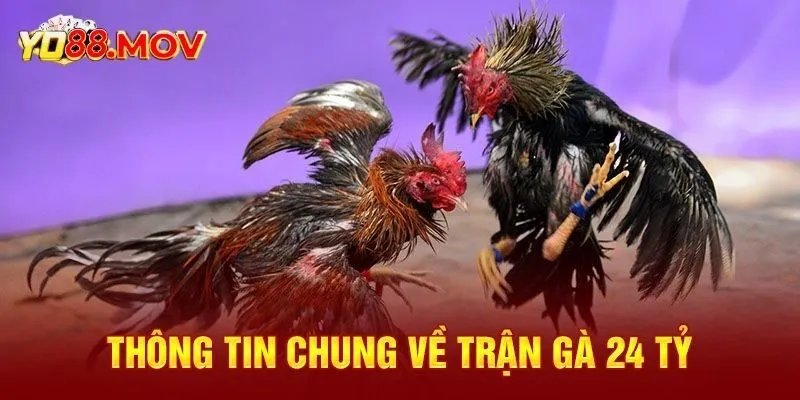 Những thông tin cơ bản của trận đá gà 24 tỷ 