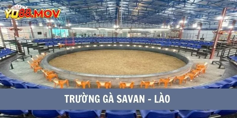 Trường Gà Savan Đấu Trường Rực Lửa Của Các Chiến Kê