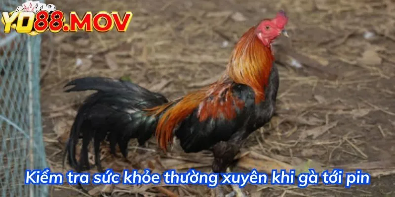 Kiểm tra sức khỏe thường xuyên khi gà tới pin 